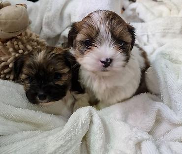 Продажа собак: ПРОДАЮТСЯ ЩЕНКИ ШИ-ТЦУ!!! 3 мальчика и 2 — 12