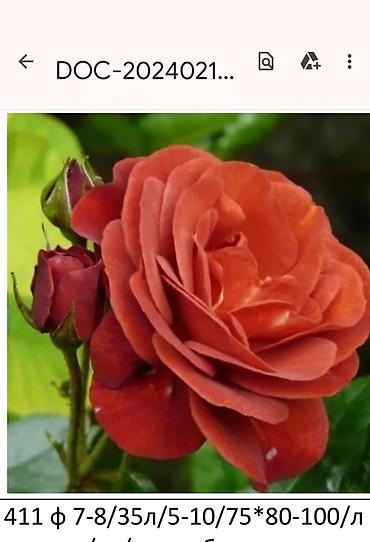 Садовые цветы и кустарники: Корни роз - Крупноцветковая чайно-гибридная роза с — 13