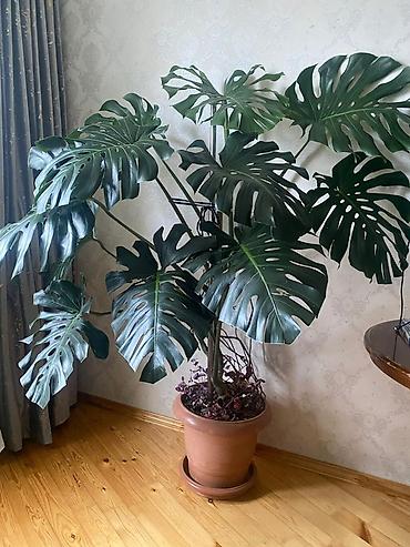 монстера: Böyük ölçülü Monstera deliciosa (şveytsariya pendiri bitkisi) – — 1