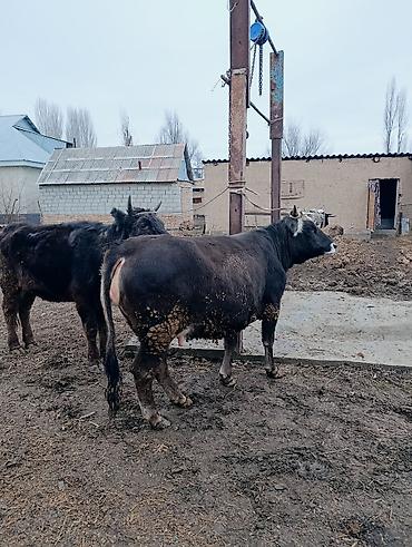 Коровы, быки: Продаю | Корова (самка) | Для молока | После отела — 4