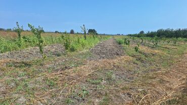 Torpaq sahələrinin satışı: 508 sot, Kənd təsərrüfatı, Kupça (Çıxarış) — 13