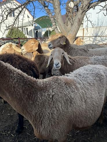 Баран, овца: Продаю | Овца (самка) | Для разведения — 7