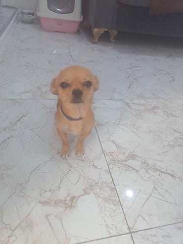 zıvanok it: Çixuahua, 7 ay, Erkək, Peyvəndli, Ödənişli çatdırılma — 1