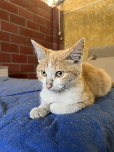 клетки для хомяков бишкек: Отдам даром котенка Рыжий котенок 4 месяца примерно Очень ласковый