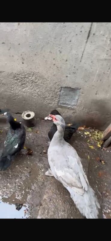 Ördəklər: Erkək, | Lal ördək, Ətlik — 11