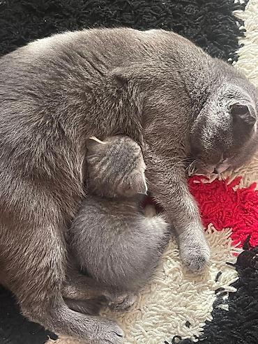 Pişiklər: Yaxşı əllərə — 20