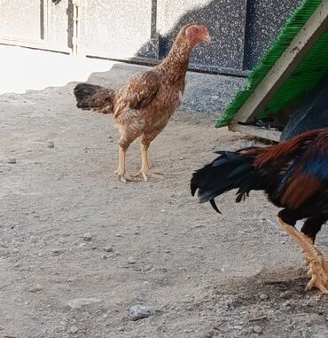 мейн кун купить в баку: Toyuq, Damazlıq, Ödənişli çatdırılma lalafo.az -da мейн кун купить в баку: Toyuq, Damazlıq, Ödənişli çatdırılma