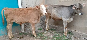 Коровы, быки: Продаю | Бык (самец) | Швицкая, Симментальская | Для разведения | Искусственник
