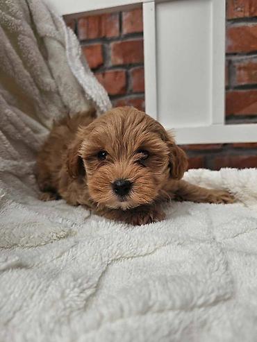 bison kuce: Maltipoo stenci spremni su za preuzimanje. Mama je maltezer malog — 3