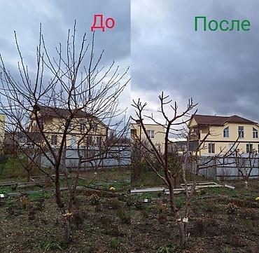 Другие услуги: Обрезка плодовых деревьев Зимняя-Весенняя обрезка сада Садовник, так — 8