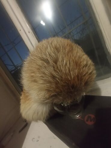 Шапки: Шапка, Ушанка, Натуральная кожа, Зима, С помпоном — 5