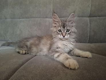 йоркширский терьер бишкек: Мейн-кун котёнок, серебристый мрамор (silver tabby) с эффектным — 9