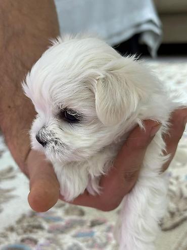 İtlər: Malta bolonka — 12