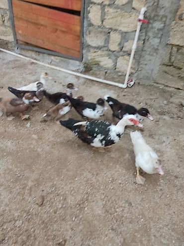 ruan ordek: Tam sagllam Lal ordekler 10 eded. 3 aylllig. bala. ve bir anna — 1