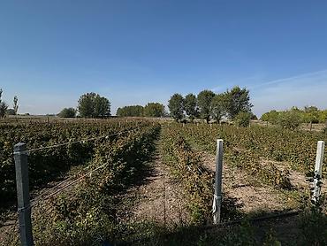 Продажа участков: 48 соток, Для строительства, Договор купли-продажи, Красная книга, Тех паспорт — 2