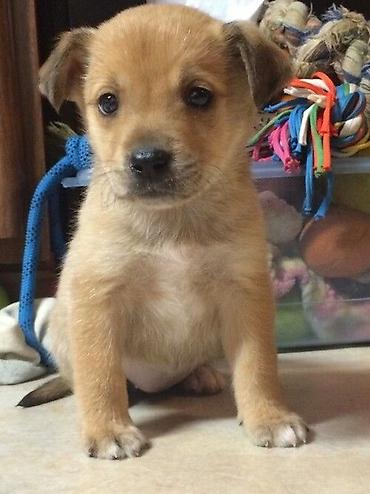 Отдам даром собаку: Собака даром: Мопс, 1 месяц, Самец, С родословной — 10