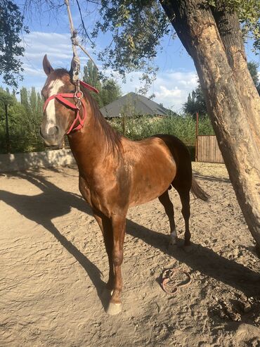 карачаевская лошадь: Продаю |
