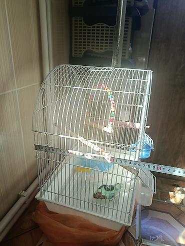 qizil qus: Quş qəfəsi – aksesuarlarla birlikdə - Forma: yarımdairə damlı, metal — 2