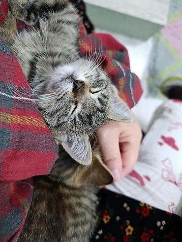 Мышыктар сатылат: Котята — очаровательные малыши с разными окрасами. отдам добрые руки — 7