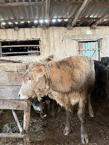 Коровы, быки: Продаю | Бык (самец), Тёлка | Для разведения | Привязанные — 10