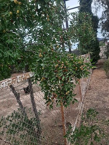 limon ağaçı: İydə və innab tingləri .Ünvan Bilgəh.Razılaşma yolu ilə.Ağacların — 7