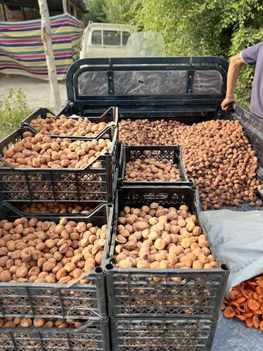 сдаю дом на длительный срок: Баткенский абрикос 
Чистый
Осень вкусный 
Без химикат

Для заказ