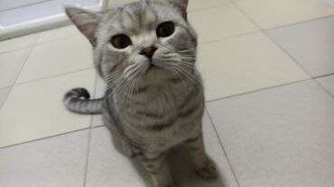 шотландская короткошерстная кошка: Скотиш Страйт (Шотландская прямоухая), 7 месяцев, Мальчик, Серый