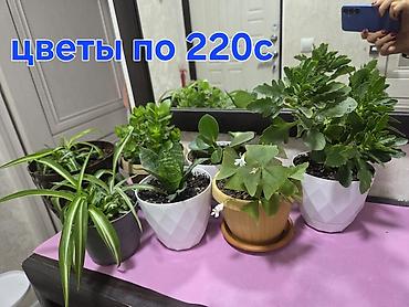 алоказия: Алоказия (Alocasia ‘Polly’) в декоративном белом кашпо - Эффектные — 7