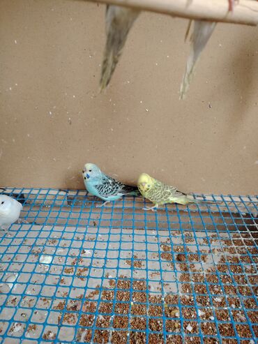 Tutuquşları: Çexlər tam sağlam quşlardı,ələ öyrətməyin tam vaxtıdı, iki üç — 11