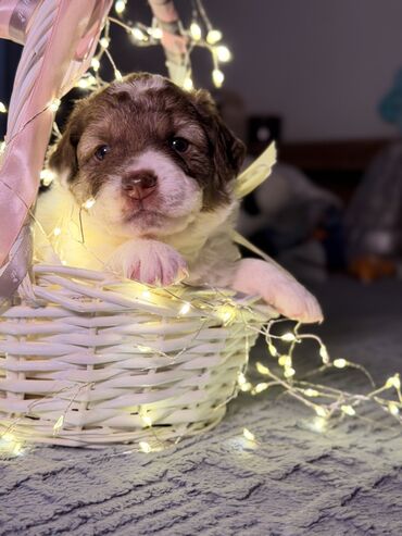 Продажа собак: 🎁 Ищете идеальный подарок к Новому году? Маленький хвостик, который — 8