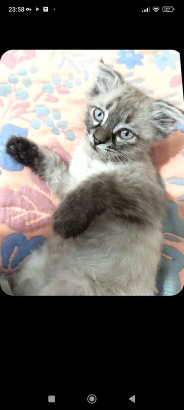 кошка британская шиншилла: Кошка даром: Скотиш Фолд (Шотландская вислоухая), 2 месяца, Девочка, Приучена к лотку