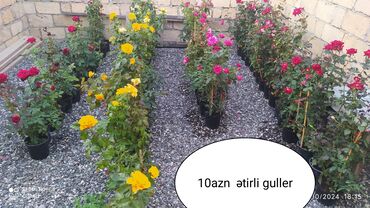 Toxumlar: Dipceyde gözəl ətirli guller