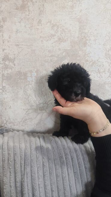 İtlər: Pudel, 2 ay, Erkek — 14