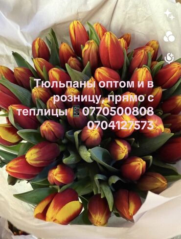 Теплицы: Оптом тюльпаны из теплицы 🌷🌷🌷