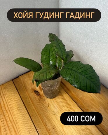 Хойи: Хойя (Hoya) - Хойя публикалис сплэш –Цена: 450 сом. - Хойя Мередити — 8