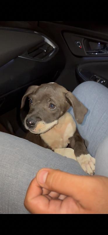 pitbull balaları: Pitbul, 3 ay, Dişi, Peyvəndli, Ünvandan götürmə — 3