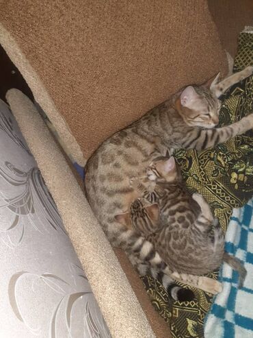 Продажа кошек: Бенгальская, 1 месяц, Мальчик, Черепаховый, Приучена к лотку — 2