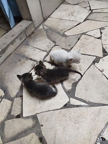 животные кот: Один темный котенок остался в добрые руки,,,, бегает играется — 3