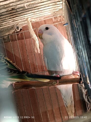 Tutuquşları: Məhsul: Dalmatian/xallı və klassik rəng çeşidlərində nimfa deyil — 11