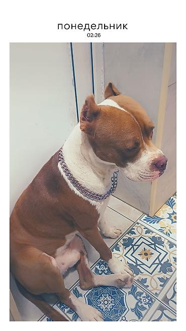 İtlər: Pitbul, Erkək — 6