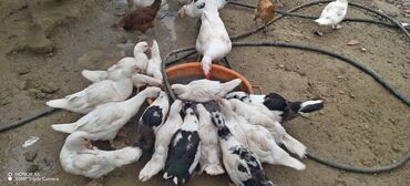 Ördəklər: Məhsul: Muskovi (Hind) ördəkləri – müxtəlif rənglərdə sürü Təsvir: - — 4