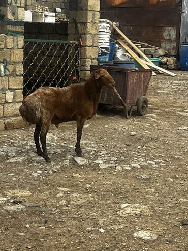 VAZ (LADA): Qoyun – yerli quyruqlu ətlik cins - Rəng: tünd qəhvəyi, bədənin bəzi