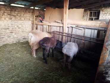 продажа кукурузы в початках: Сатам | Ургаачы кой (ургаачы) | Аргын | Союуга, Көбөйтүү үчүн | Токту, Бычылган