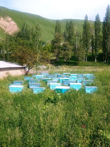 сетка для животных: Продаю пчелы с ящиками. Находиться в Алае. Аруу сатылат ящиктери