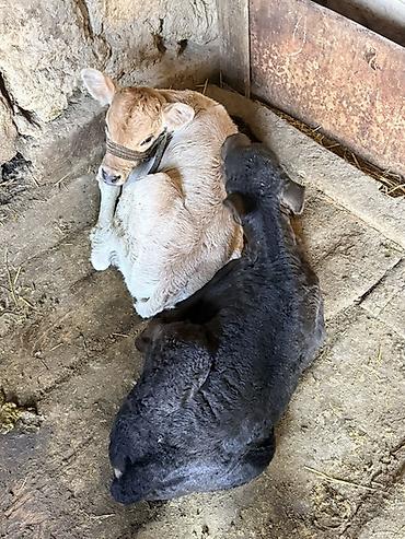 Коровы, быки: Продаю | Музоо, торпок — 4