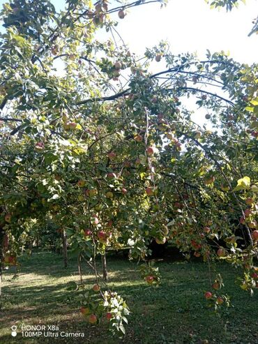 Torpaq sahələrinin satışı: 20 sot, Biznes üçün, Maklerlər narahat etməsin, Kupça (Çıxarış)