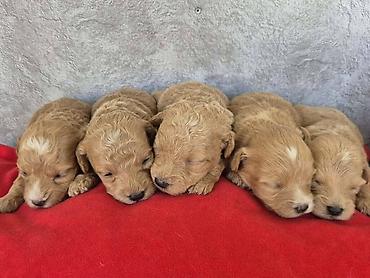 Psi: Maltipoo štenci, prelepe bebe Na prodaju prelepi štenci maltipoo na lalafo.rs — 2 Psi: Maltipoo štenci, prelepe bebe Na prodaju prelepi štenci maltipoo — 2