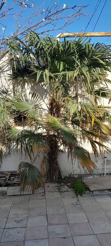 Пальмы: Palma ağacı 3 metrədək böyükdür