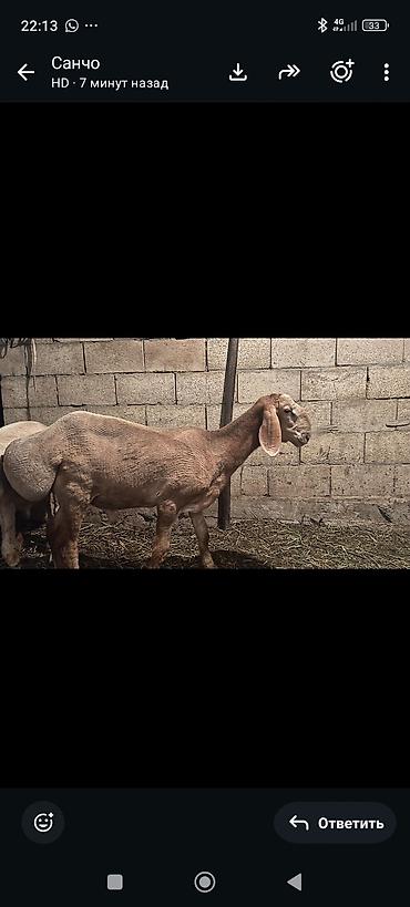 сиамская кошка: Продаю | Баран (самец) | Эдильбаевская | Для разведения | Племенные — 5