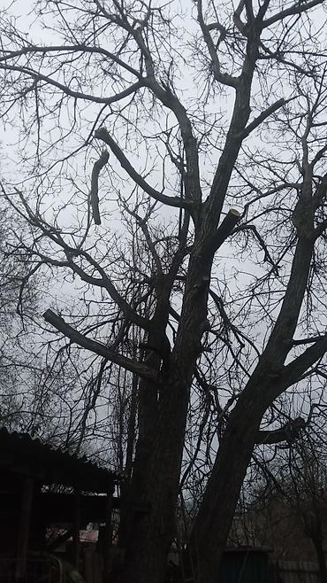 Спил деревьев, заготовка дров: УСЛУГИ АРБОРИСТА. ВАЛЮ ДЕРЕВЬЯ ЛЮБОЙ СЛОЖНОСТИ СТРИЖКА ТОПОЛЕЙ ОБР.ПО — 5